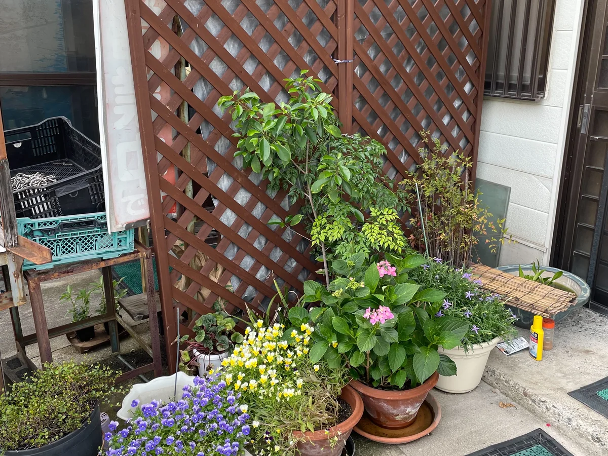 さんろく茶屋の入口まわりの花
