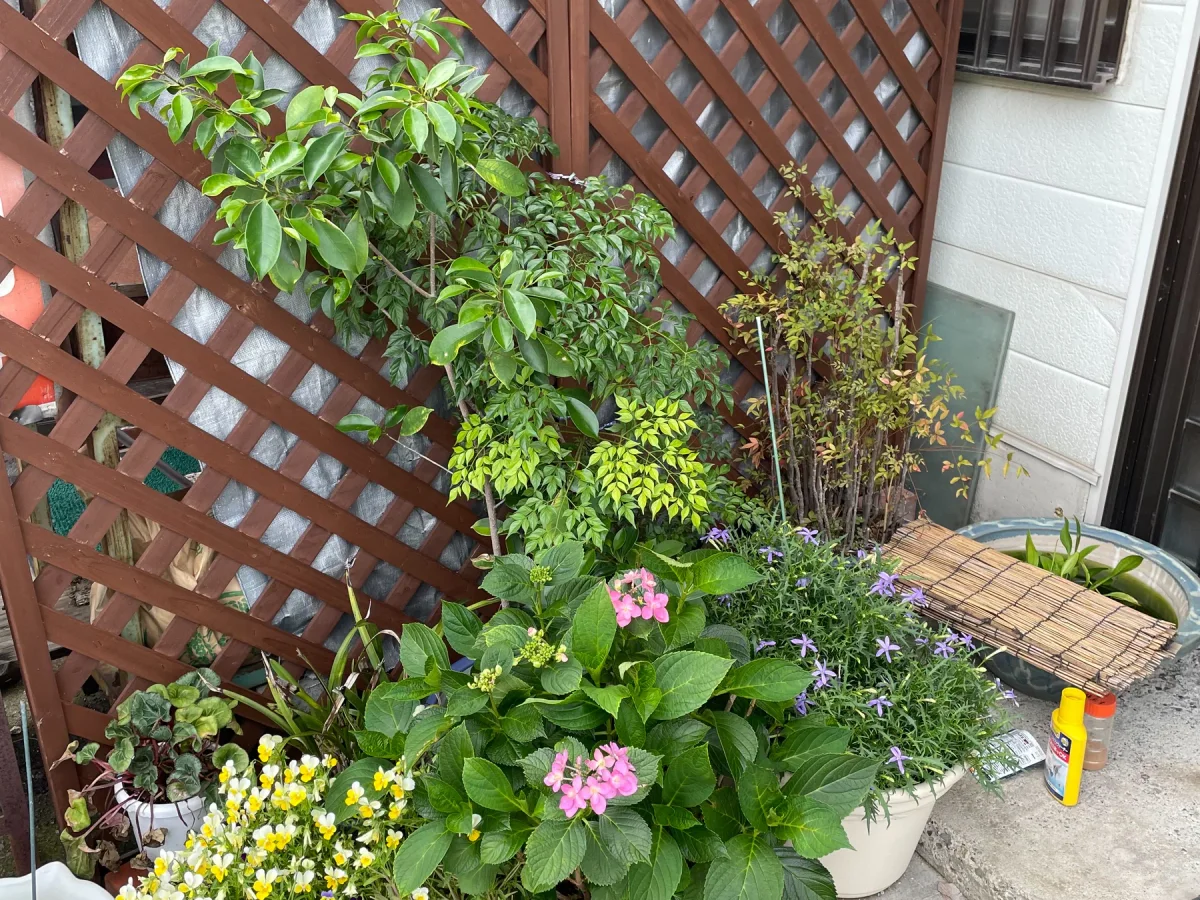 さんろく茶屋の花と店先の様子